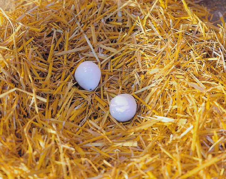 KERBL Nesteier aus Ton